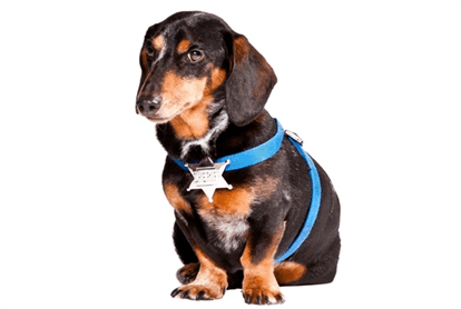 SHOULD YOU USE YOUR DOG FOR SECURITY